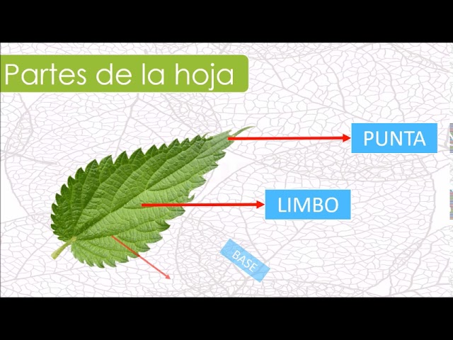 partes de una hoja de presentacion
