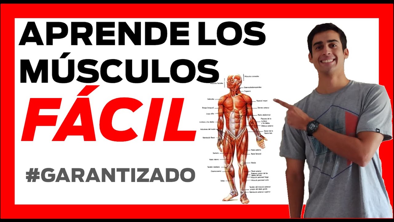 cuáles son los musculos que trabajan en educación fisica