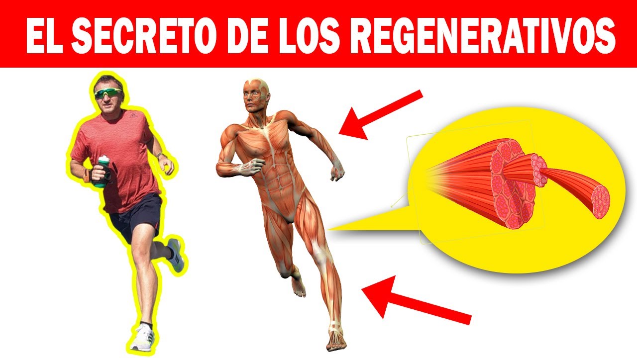 que es trabajo regenerativo en educacion fisica