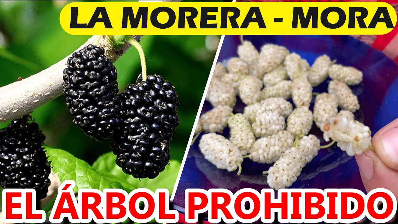 cómo se llama el árbol de la mora